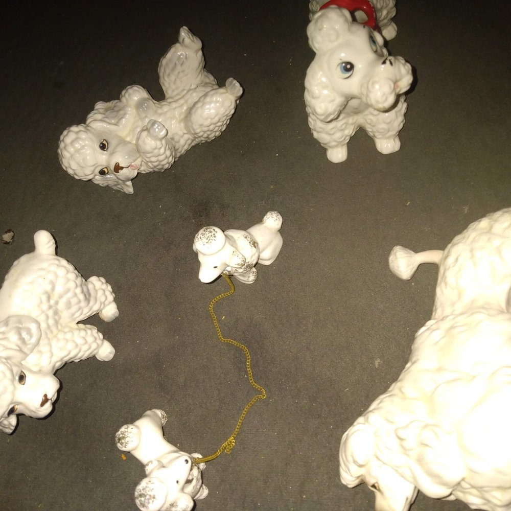 Collection of poodles